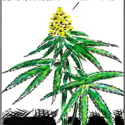 Viñeta El Roto 19/02/2020